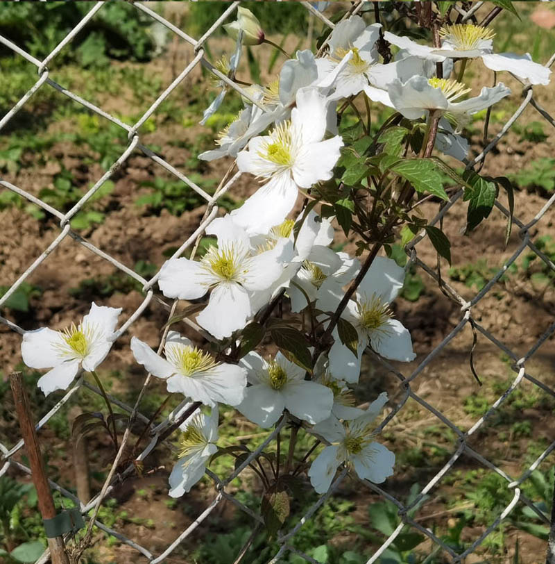 Clematis montana 'Spooneri'